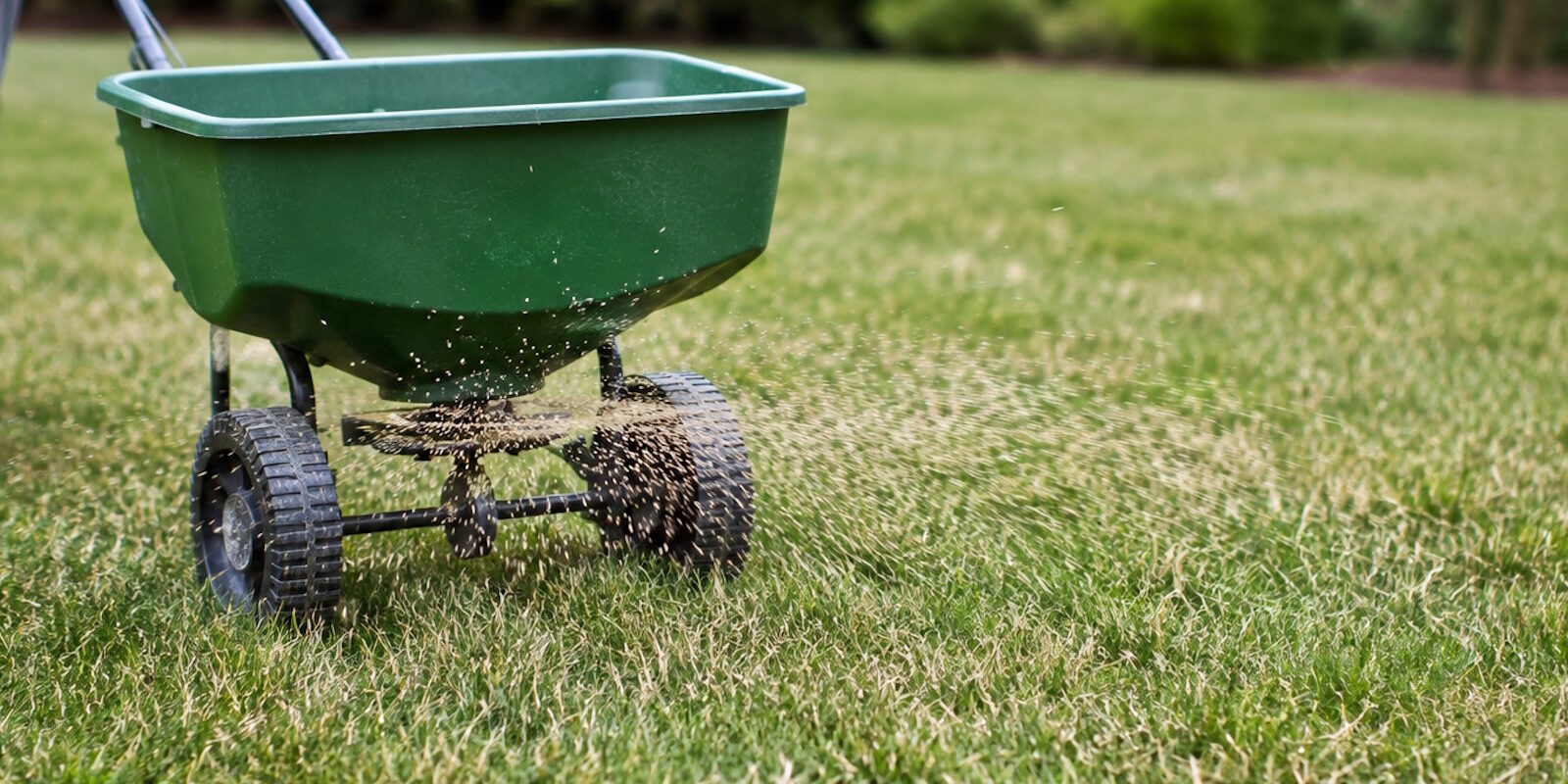 How to Overseed a Lawn in Fall How to Overseed a Lawn in Fall